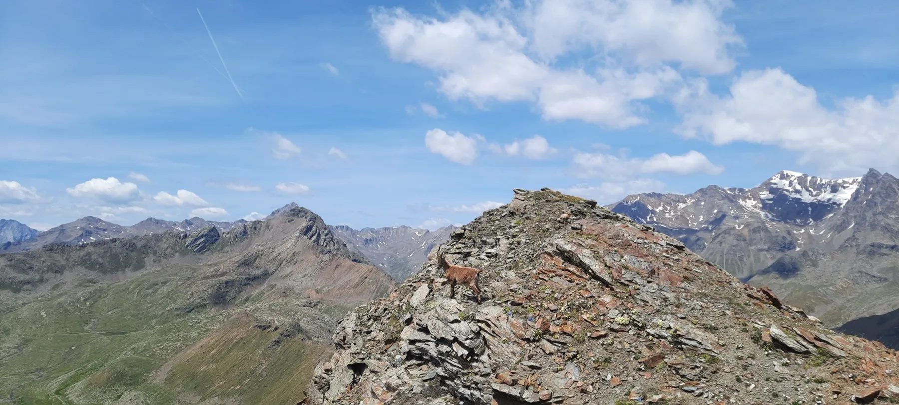 Parco Nazionale dello Stelvio — stambecchi