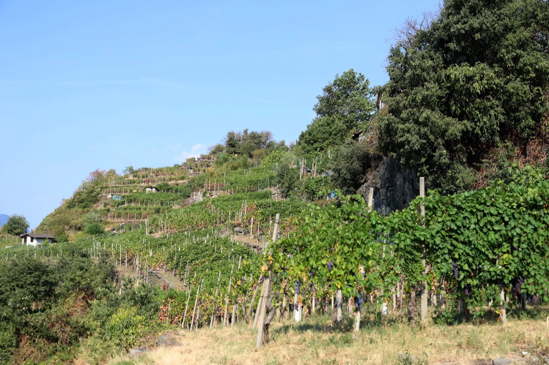Vigneti di Nebbiolo per lo Sforzato di Valtellina DOCG